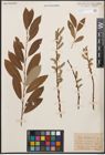 Foto von Salix caprea L. x Salix purpurea L.